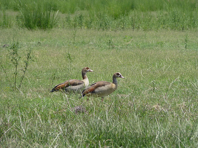 Egyptian Geese