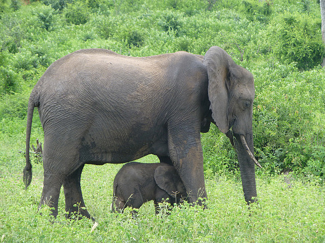 Elephant and cub