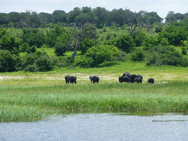 Elephant herd