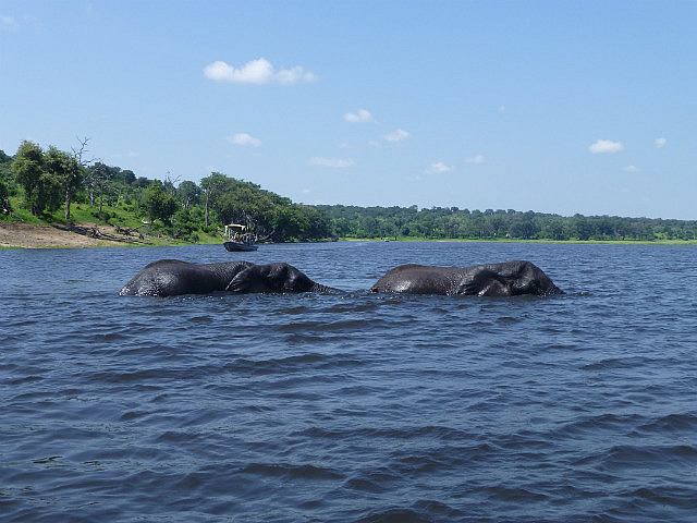 Elephants swimming across the Zambezi