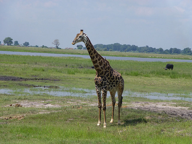 Giraffe alongside stream