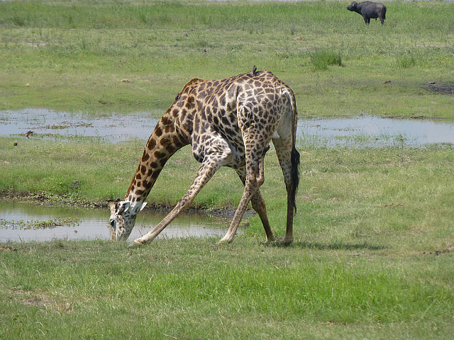 Giraffe drinking water