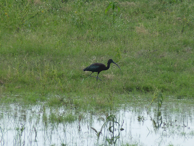 Glossy Ibis