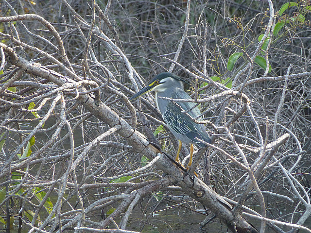 Green-backed Heron