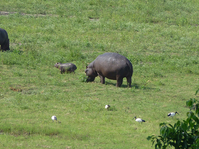 Hippo and cub