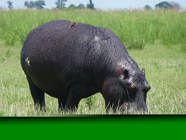 Hippopotamus with Oxpeckers 