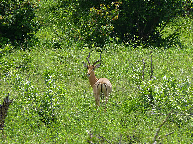 Impala