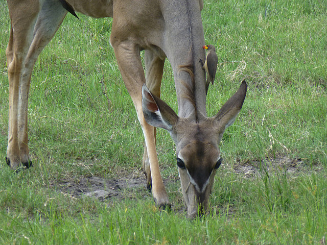 Kudu female with Oxpecker