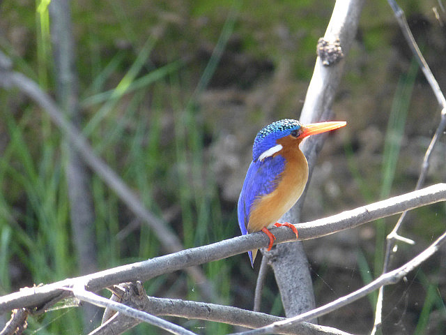 Malachite Kingfisher