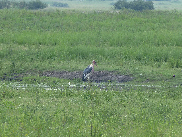 Marabou Stork