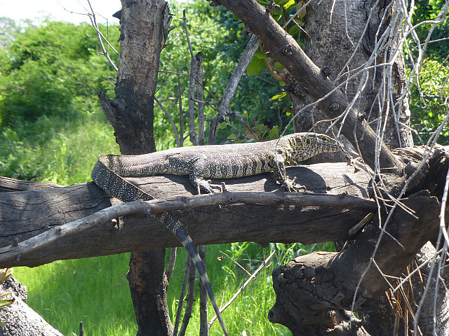 Monitor lizard