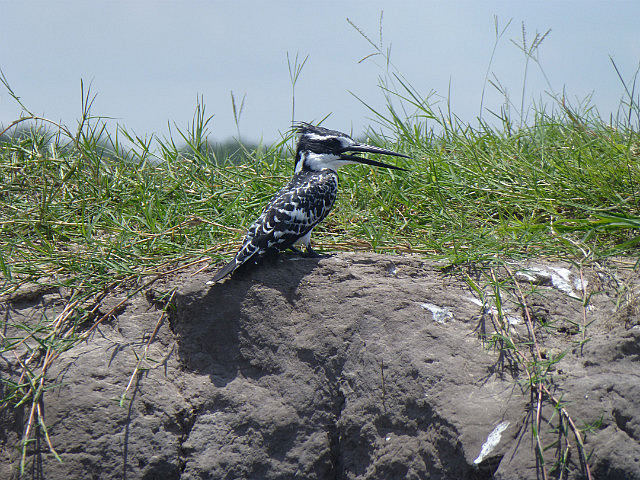 Pied Kingfisher