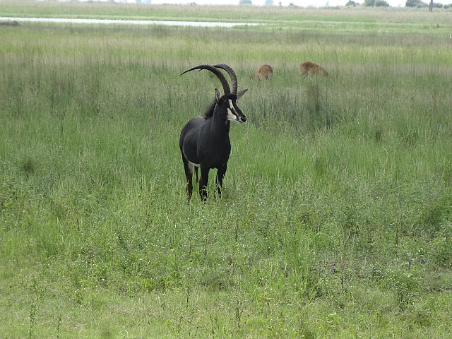 Sable Antelopw