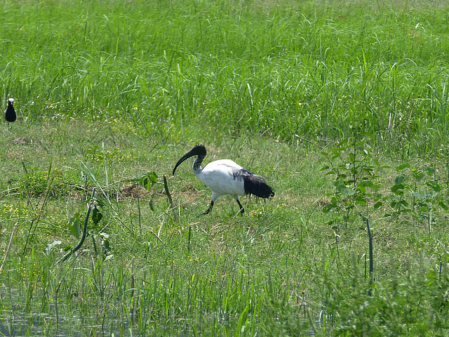 Sacred Ibis