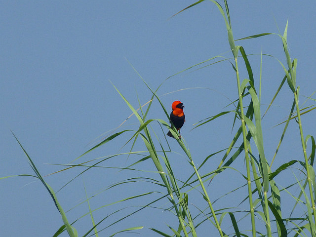 Southern Red Bishop
