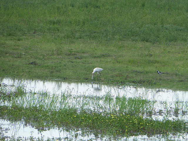Spoonbill