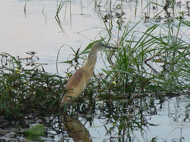 Squacco Heron