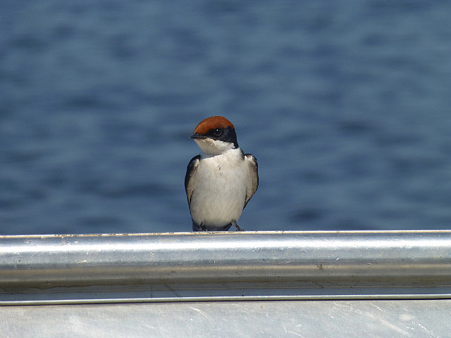 Wire-tailed Swallow