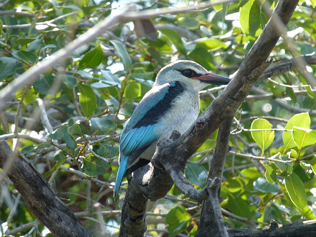 Woodland Kingfisher