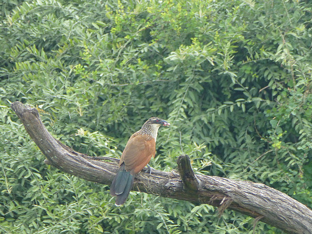 Burchell's Coucal