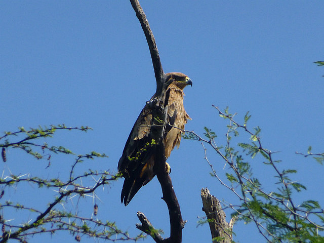 Yellow-billed Kite