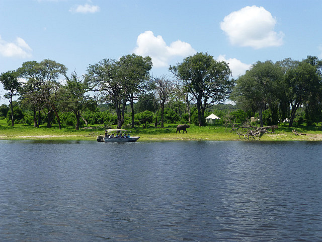Zambezi River and Elephant