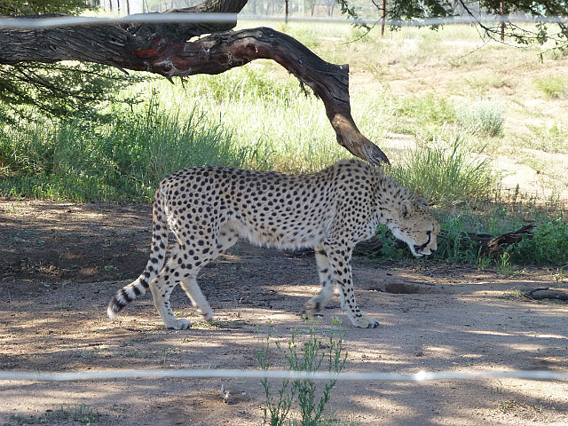 Cheetah pacing