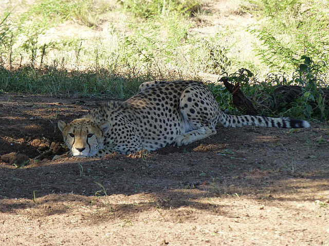 Male Cheetah resting in the shade