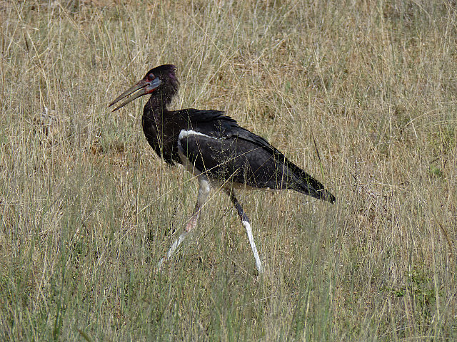 Abdim's Stork enroute to CCF
