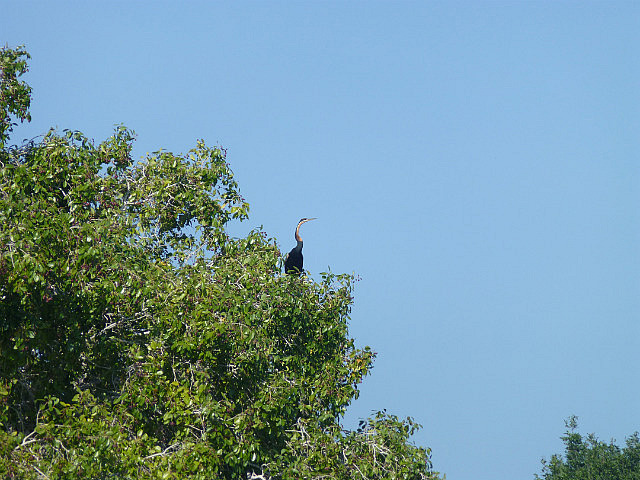 African Darter