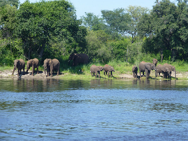 Elephants on the shores