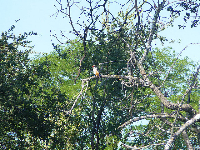 Grey-headed Kingfisher
