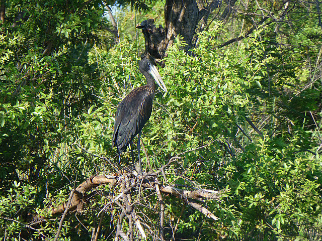 Open-billed Stork