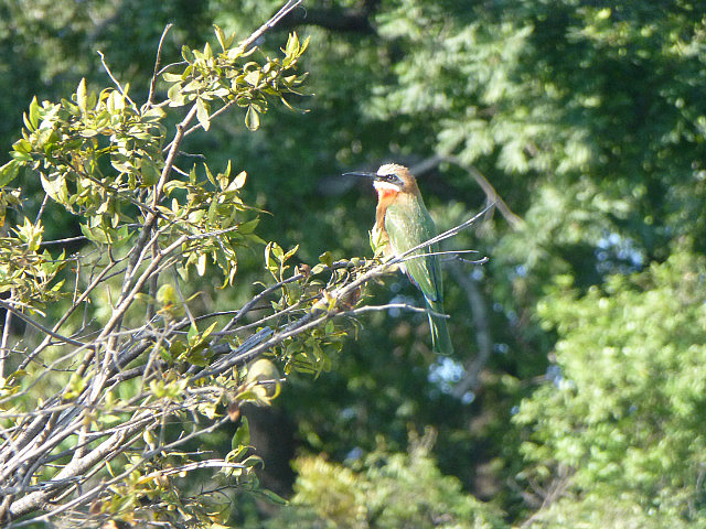 White-fronted Bee-eater