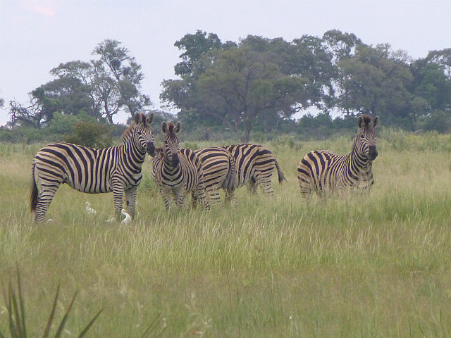 Burchell's zebra