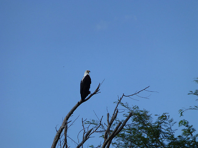 Fish Eagle