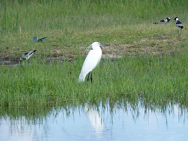 Little Egret