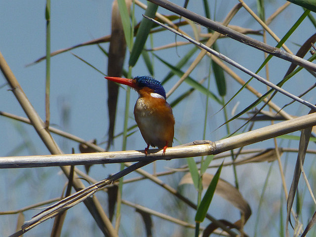Malachite Kingfisher
