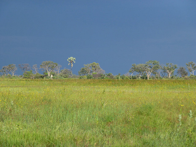 Okavango scenery in evening light