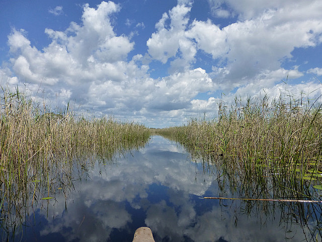 Silently gliding through channels lined with reeds
