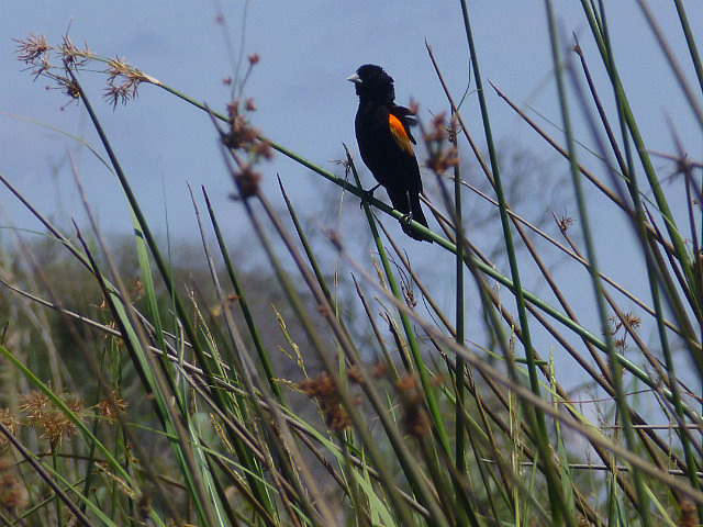 Southern Bishop
