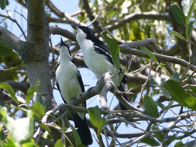 Swamp Boubou