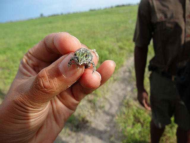 Tiny green swamp frog