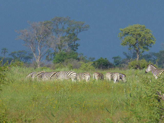 Tracking zebras