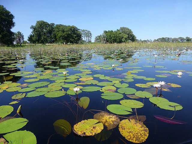 Water lilies and lily pads