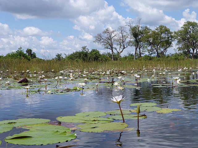 Water lilies