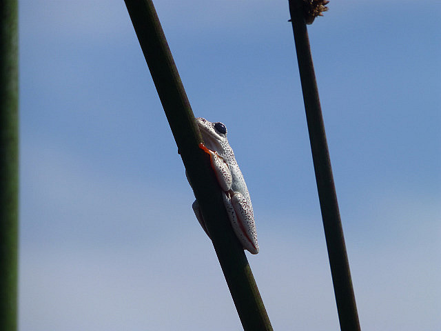 White reed frog