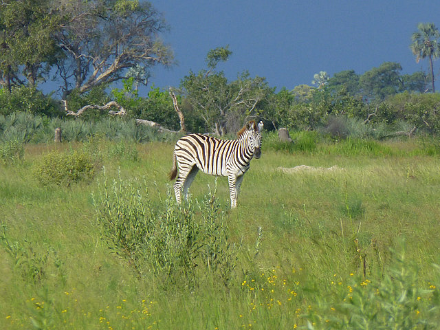 Zebra up-close