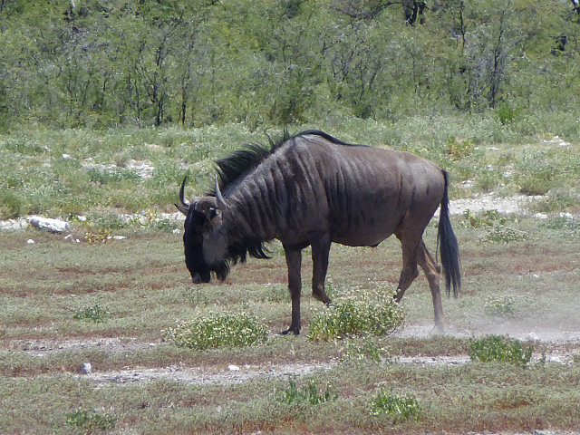 Blue Wildebeest