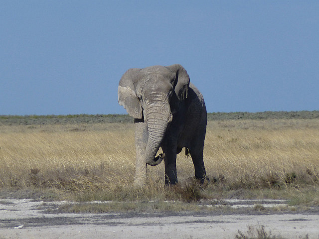 Elephant looking for a mud bath